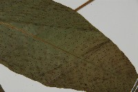 南投三叉蕨藏品圖，第3張