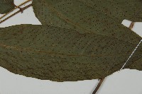 南投三叉蕨藏品圖，第4張