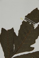 紫柄三叉蕨藏品圖，第4張