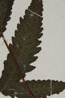 三叉蕨藏品圖，第3張