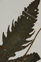 三叉蕨藏品圖，第4張