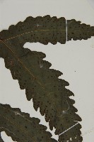 三叉蕨藏品圖，第5張