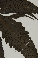 三叉蕨藏品圖，第3張