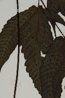 三叉蕨藏品圖，第4張