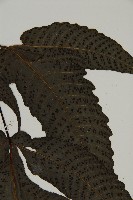 三叉蕨藏品圖，第5張