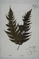 雲南三叉蕨藏品圖，第1張