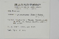 雲南三叉蕨藏品圖，第2張