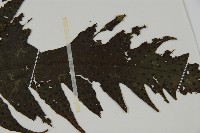 雲南三叉蕨藏品圖，第3張