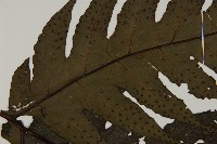 雲南三叉蕨藏品圖，第4張