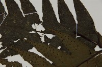 雲南三叉蕨藏品圖，第5張