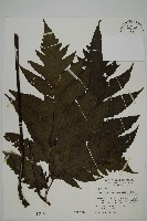 雲南三叉蕨藏品圖，第1張