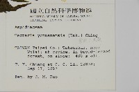 雲南三叉蕨藏品圖，第2張