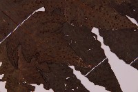 雲南三叉蕨藏品圖，第3張