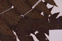 雲南三叉蕨藏品圖，第4張