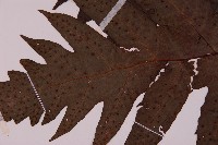 雲南三叉蕨藏品圖，第5張