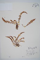 岩蕨藏品圖，第1張