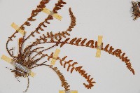 岩蕨藏品圖，第4張