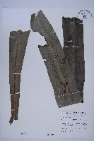 山蘇花藏品圖，第1張