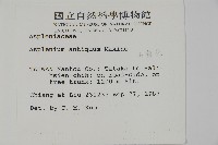 山蘇花藏品圖，第2張