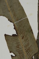 山蘇花藏品圖，第3張