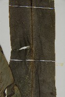 山蘇花藏品圖，第4張