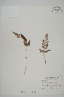 深山鐵角蕨藏品圖，第1張