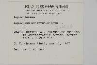 深山鐵角蕨藏品圖，第2張