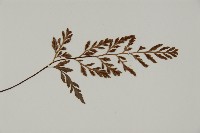 深山鐵角蕨藏品圖，第3張