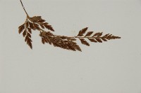 深山鐵角蕨藏品圖，第4張