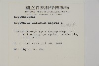 深山鐵角蕨藏品圖，第2張