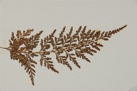 深山鐵角蕨藏品圖，第3張