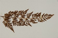 深山鐵角蕨藏品圖，第4張