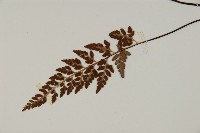 深山鐵角蕨藏品圖，第5張