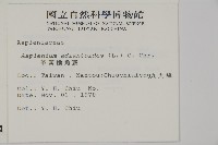 革葉鐵角蕨藏品圖，第2張