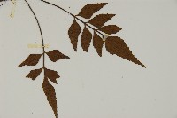 革葉鐵角蕨藏品圖，第3張