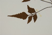 革葉鐵角蕨藏品圖，第4張