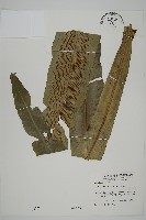 山蘇花藏品圖，第1張