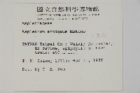 山蘇花藏品圖，第2張