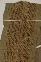 山蘇花藏品圖，第3張