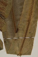 山蘇花藏品圖，第4張