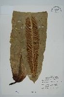 南洋山蘇花藏品圖，第4張