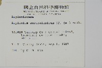 南洋山蘇花藏品圖，第5張