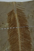 南洋山蘇花藏品圖，第6張