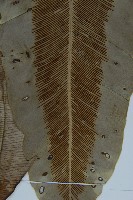 南洋山蘇花藏品圖，第7張