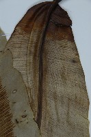 南洋山蘇花藏品圖，第8張