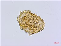 南洋山蘇花藏品圖，第1張