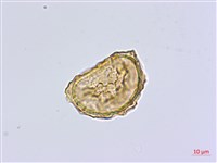 南洋山蘇花藏品圖，第2張