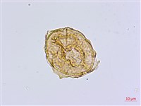 南洋山蘇花藏品圖，第3張