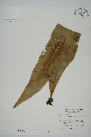 南洋山蘇花藏品圖，第1張