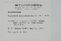 南洋山蘇花藏品圖，第2張